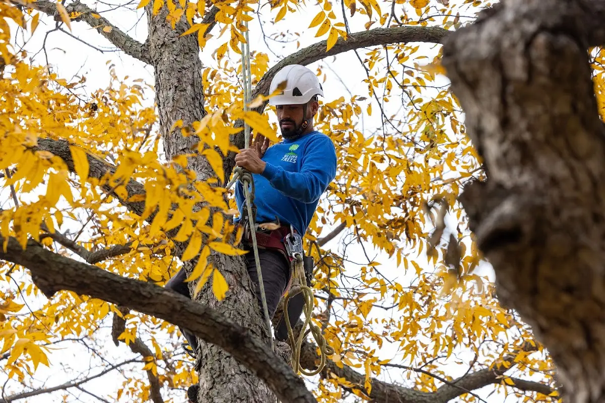 Skilled Tree Transplanting crew working in Richmond